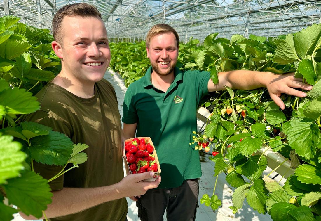 Frische Erdbeeren vom Hof Amelung